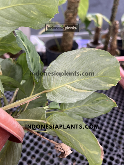 Back view of Calathea Maranta Leuconeura Var. Erythroneura leaf displaying soft green tones with subtle yellow variegation.
