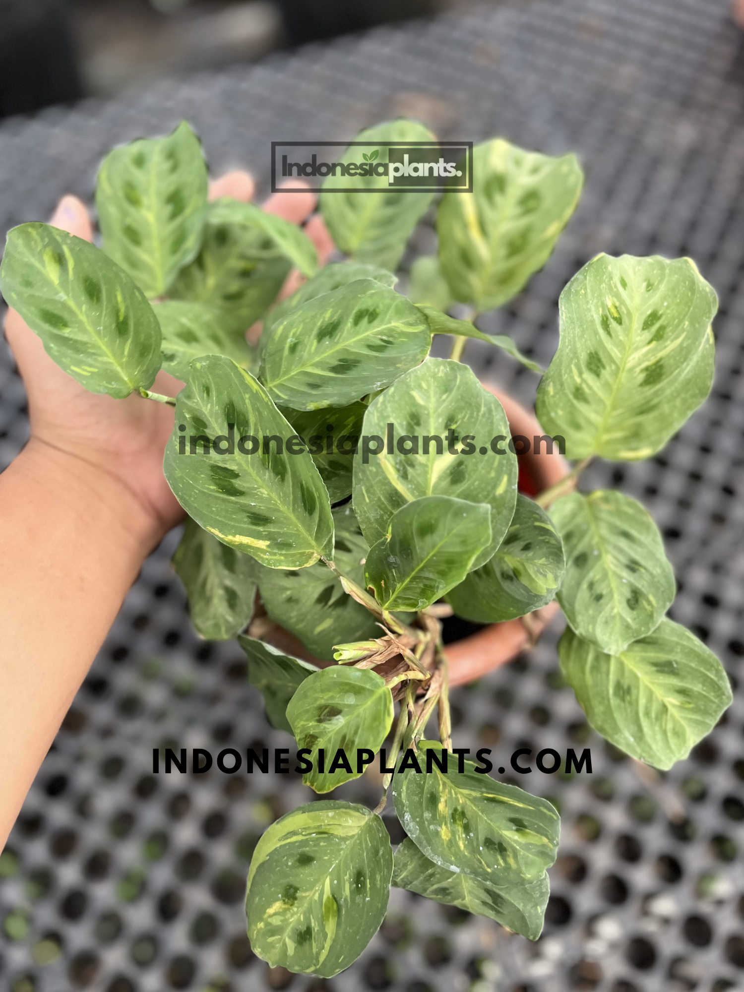 Calathea Maranta Leuconeura Var. Erythroneura live plant with compact patterned leaves and delicate yellow variegation.