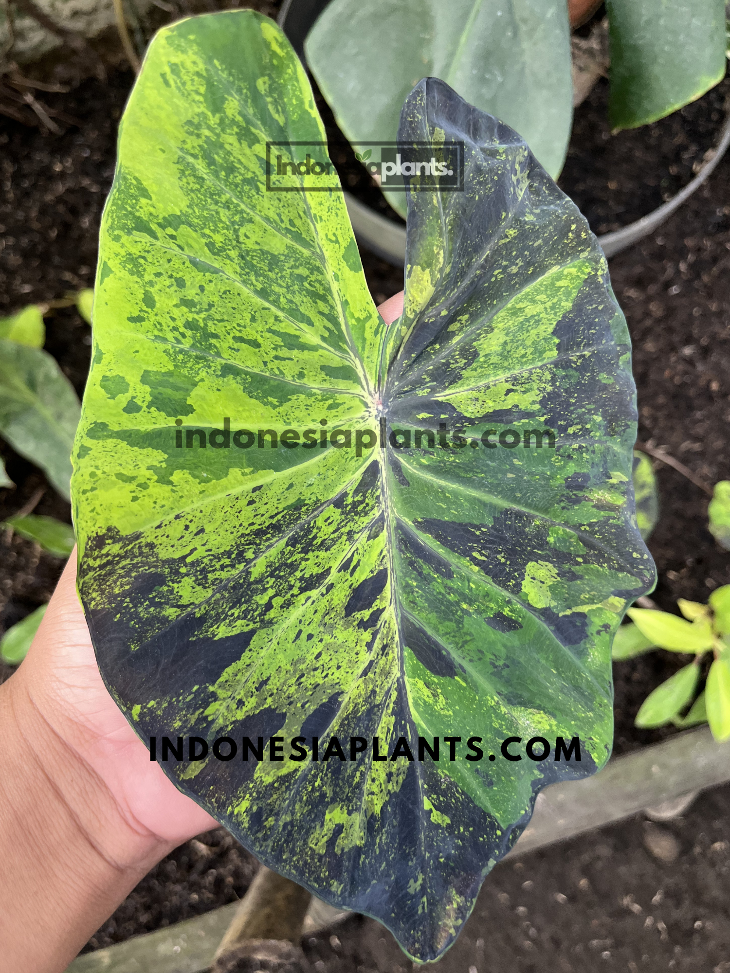 Close-up of a large Colocasia Esculenta 'Mojito' leaf showcasing bold black and green marbled foliage.