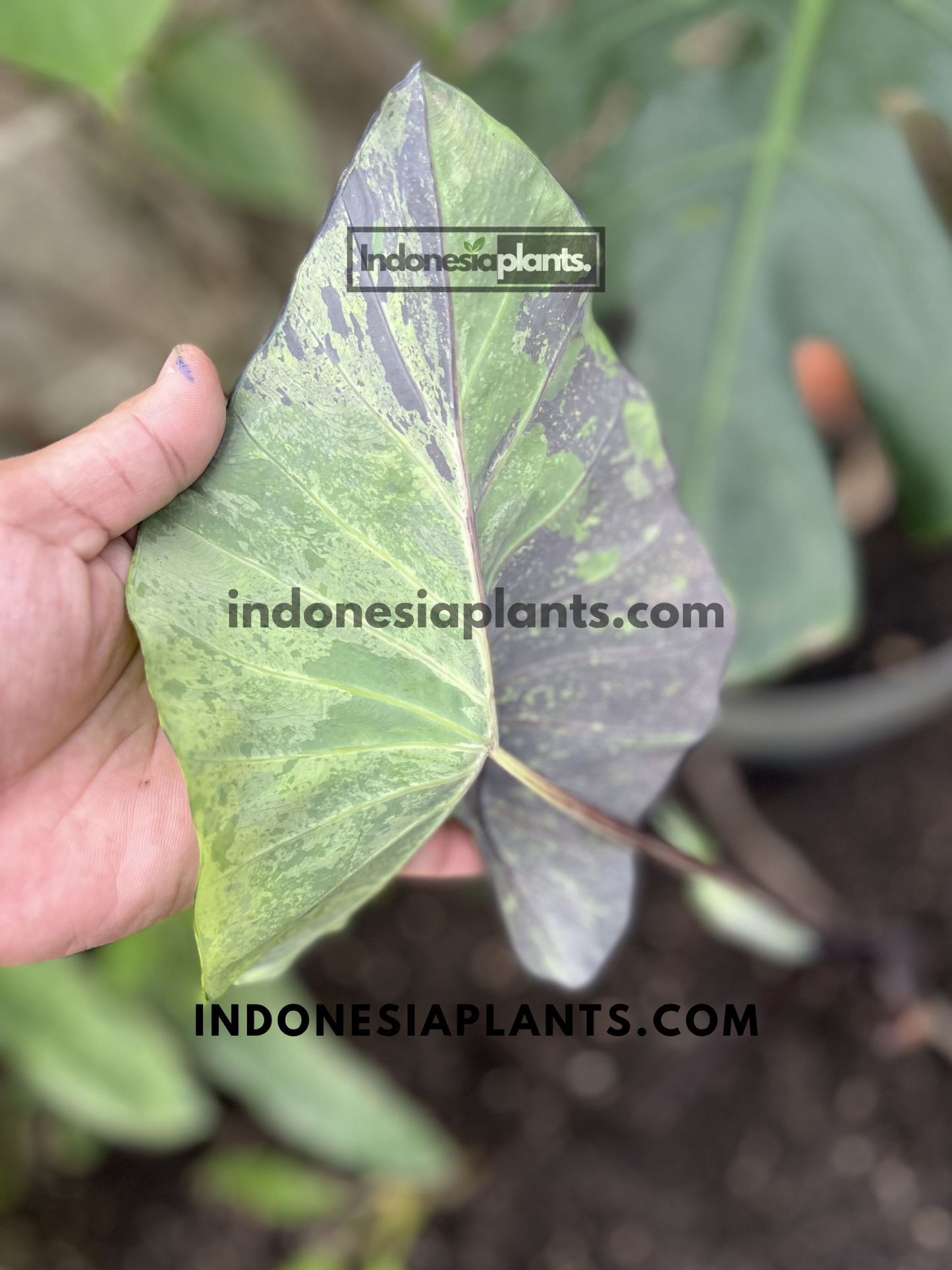 Back view of Colocasia Esculenta 'Mojito' leaf displaying green marbling with dark purple pigmentation.