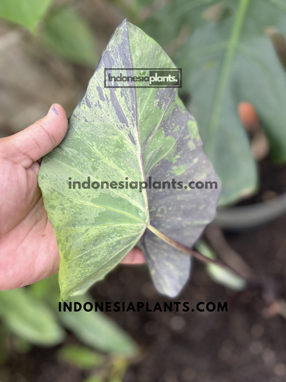 Back view of Colocasia Esculenta 'Mojito' leaf displaying green marbling with dark purple pigmentation.