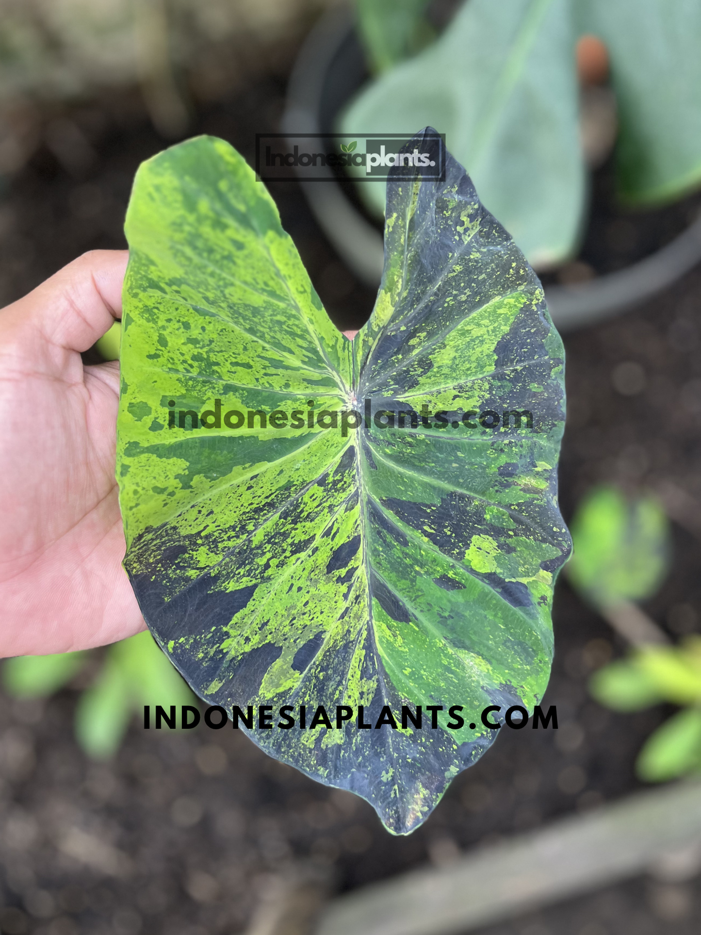 Colocasia Esculenta 'Mojito' live plant featuring dramatic green leaves splashed with black and deep purple variegation.