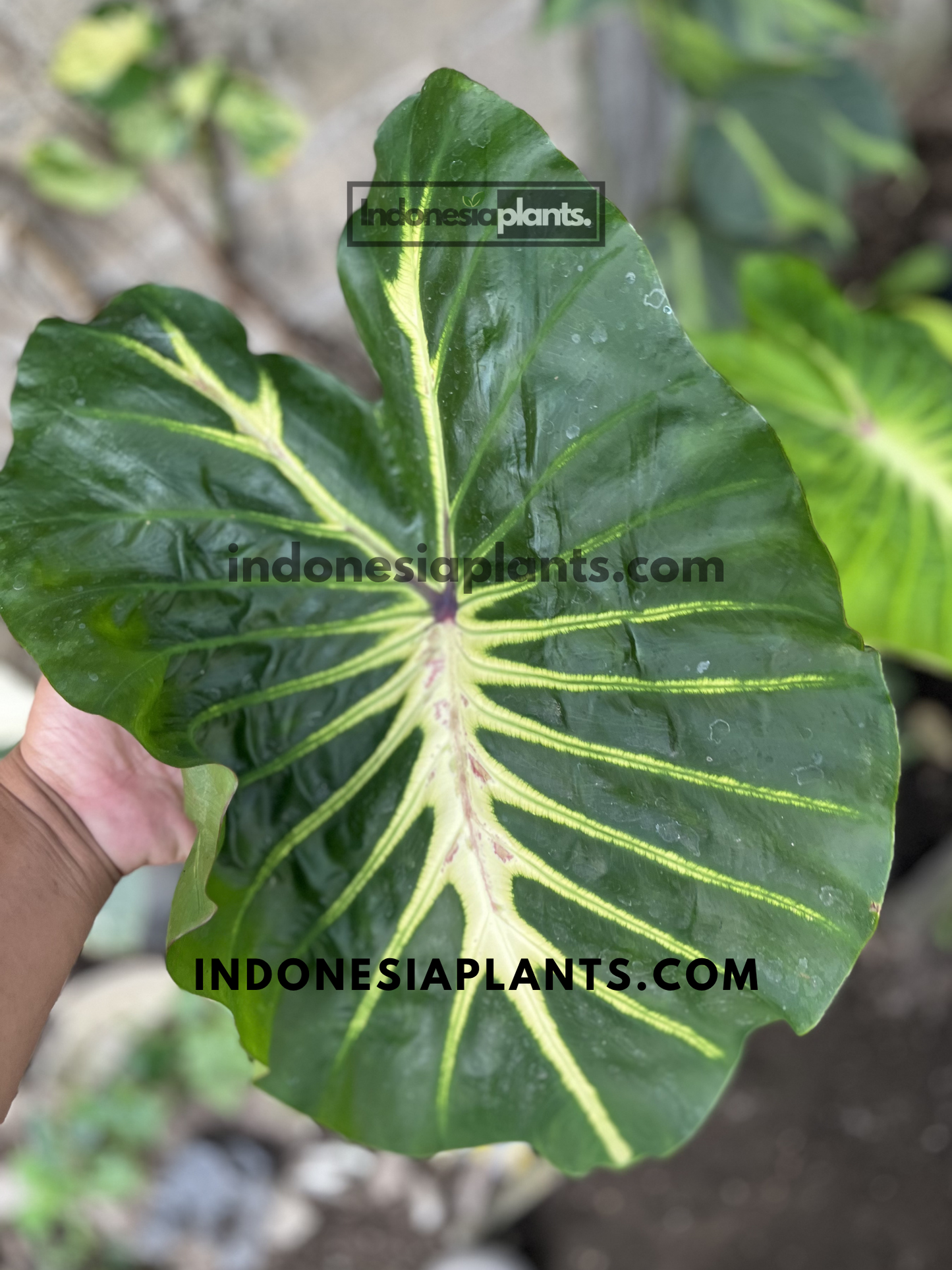 Close-up of Colocasia 'White Lava' showcasing dramatic white veins and textured glossy elephant ear leaf.