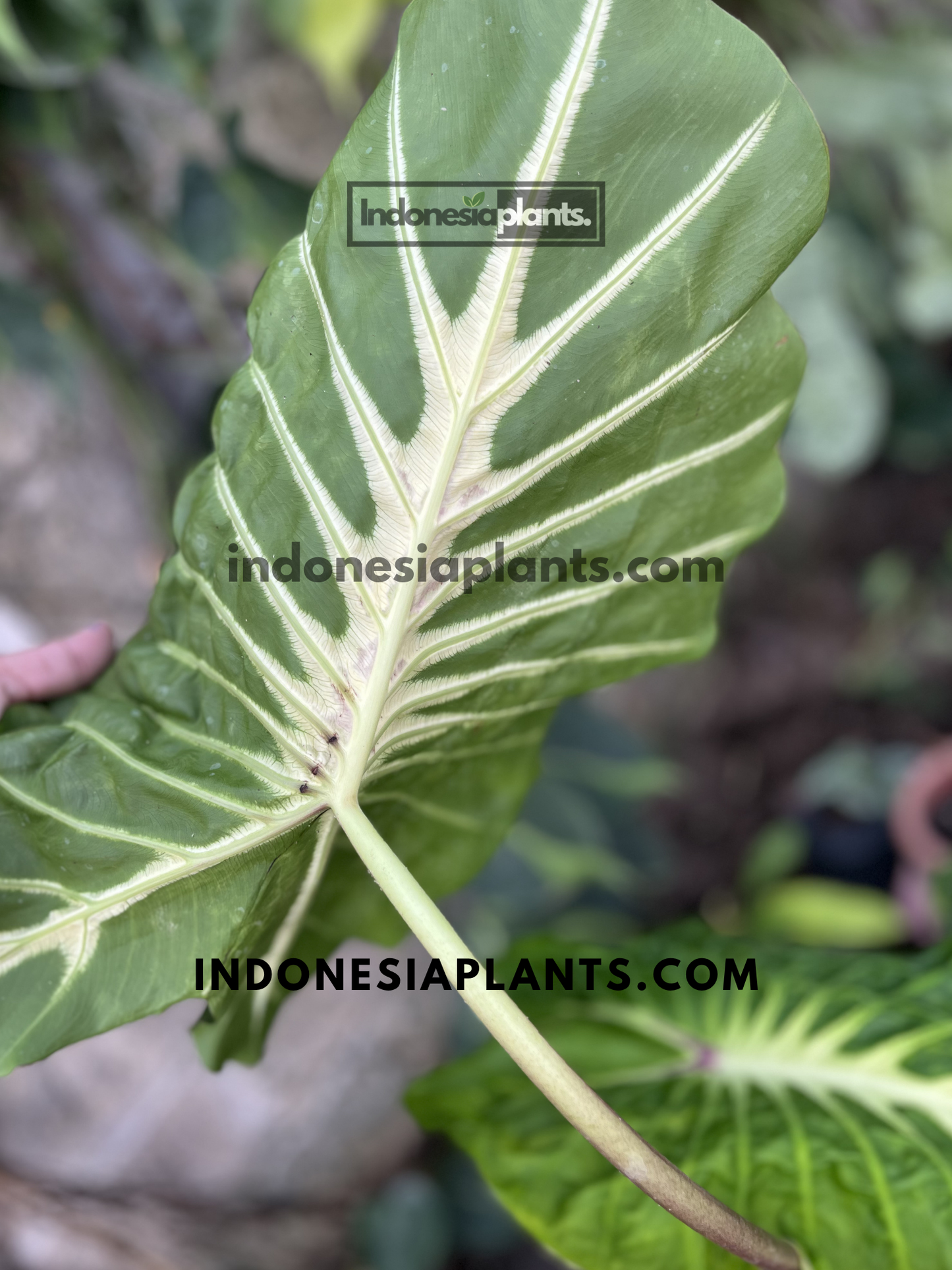 Underside of Colocasia 'White Lava' leaf showing prominent white veins and glossy green foliage.