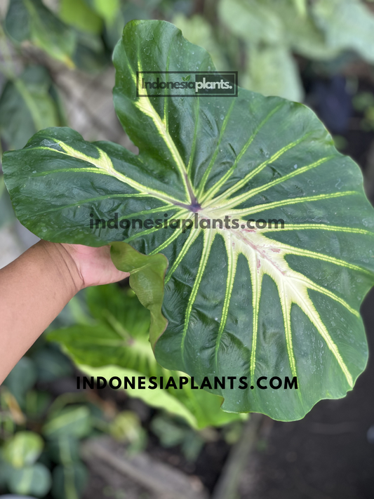 Large Colocasia 'White Lava' leaf with striking white venation radiating across dark green tropical foliage.