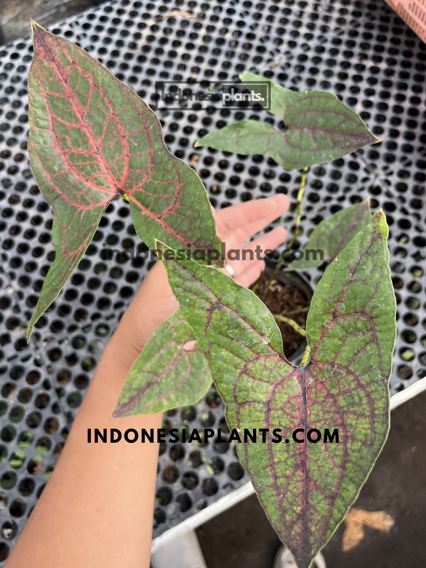 Healthy Cyrtosperma johnstonii live plant showcasing multiple arrow-shaped leaves with vivid red veining.
