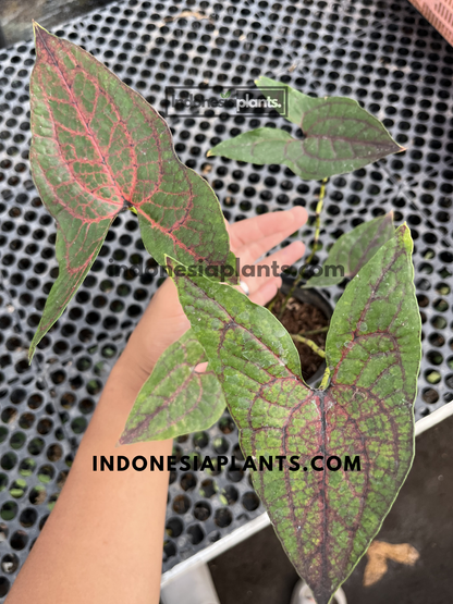 Healthy Cyrtosperma johnstonii live plant showcasing multiple arrow-shaped leaves with vivid red veining.