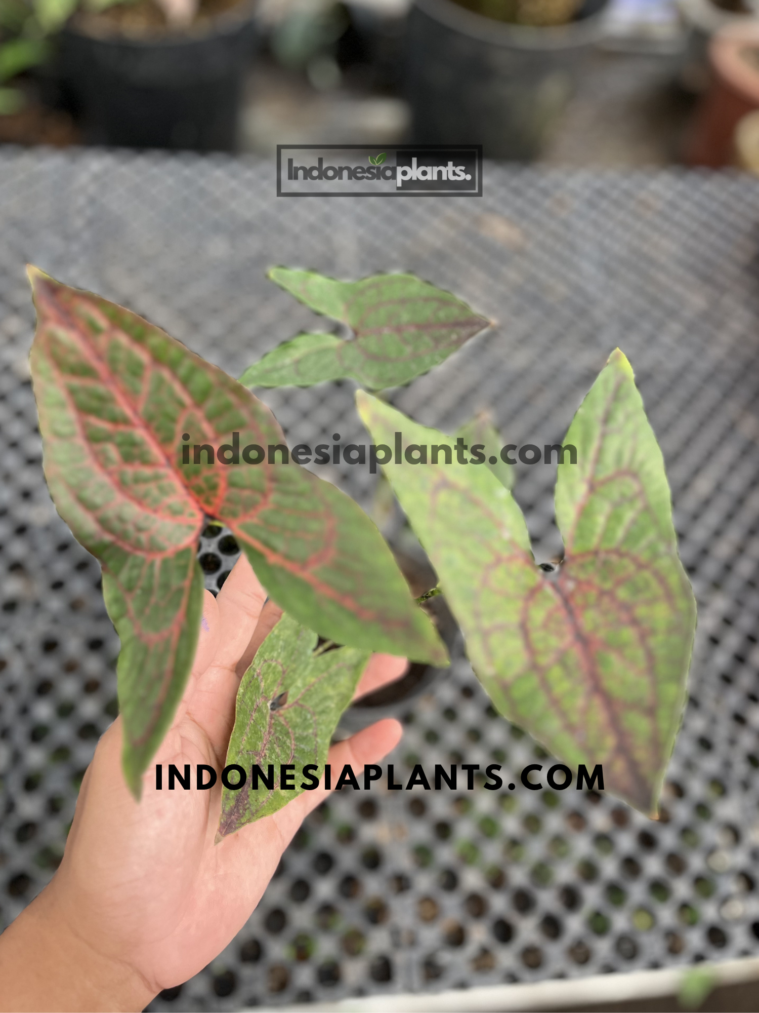 Medium-sized Cyrtosperma johnstonii with elongated green leaves featuring striking burgundy-red vein patterns.