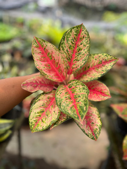 Aglaonema Sweet Dreams