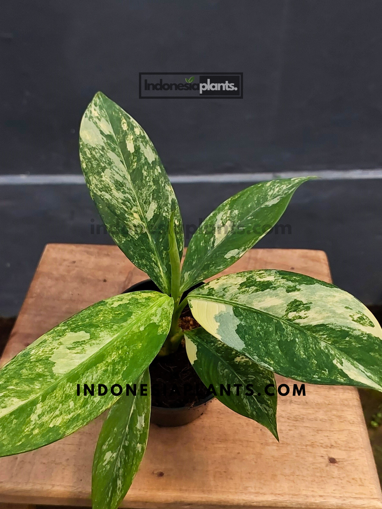 Dieffenbachia Big Ben Variegated