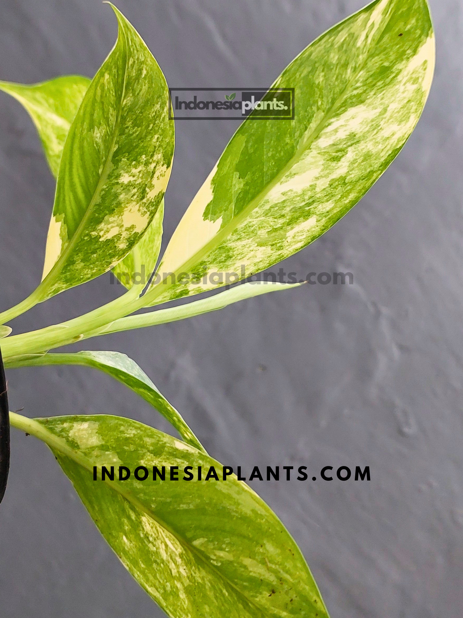 dieffenbachia big ben variegated Dieffenbachia Big Ben Variegated Small Size – INDONESIAPLANTS