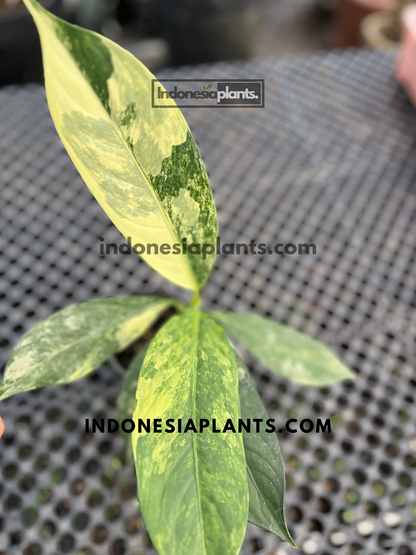 Healthy Dieffenbachia Big Ben Daguensis Variegated live plant featuring multiple uniquely marbled tropical leaves.