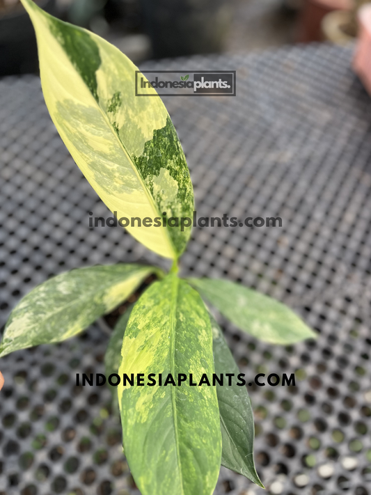 Healthy Dieffenbachia Big Ben Daguensis Variegated live plant featuring multiple uniquely marbled tropical leaves.