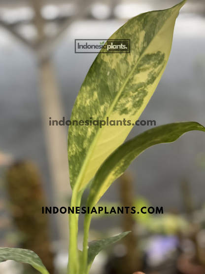 Newly unfurled Dieffenbachia Big Ben Daguensis Variegated leaf displaying creamy white and green marbled variegation.