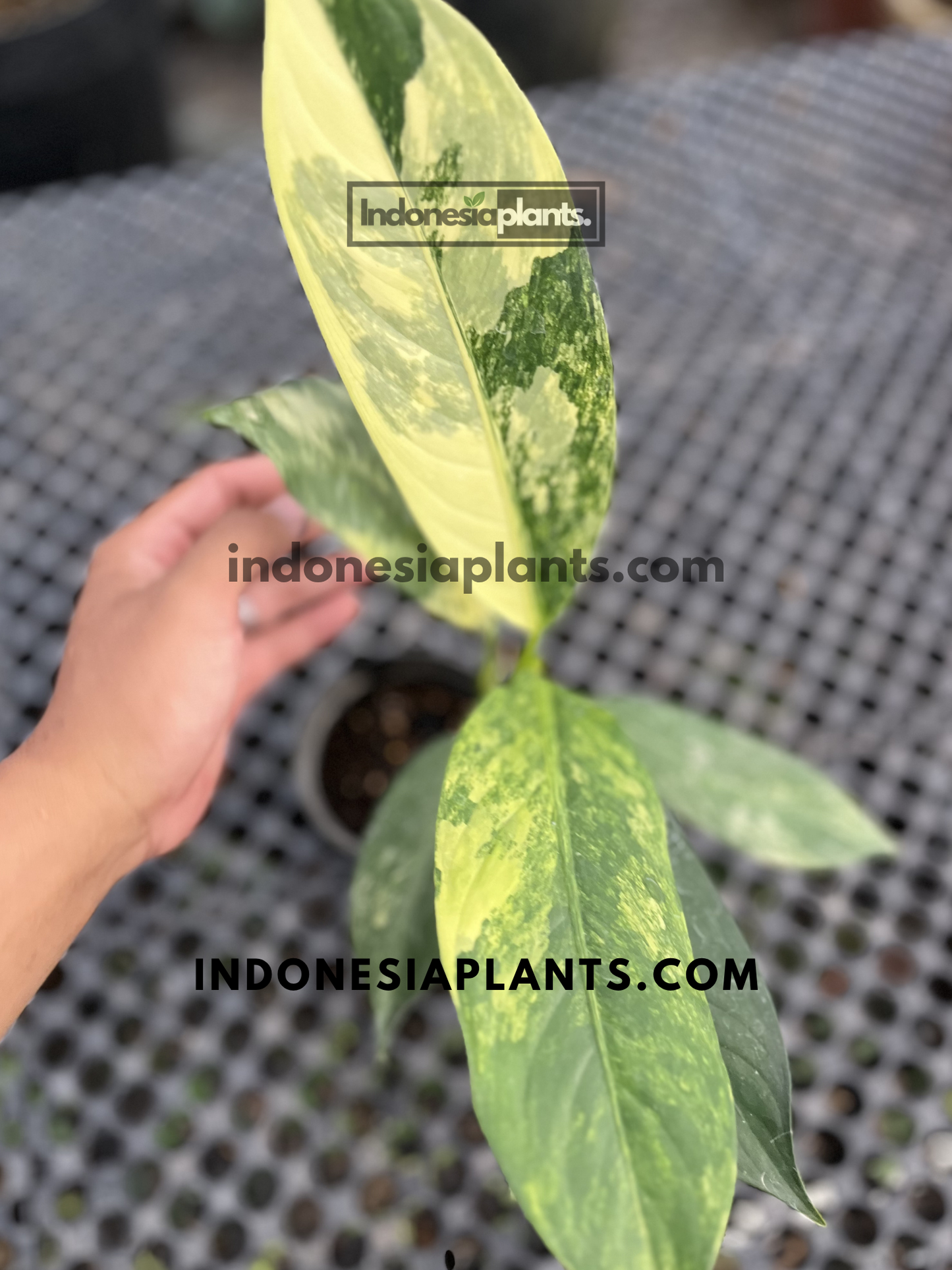 Medium-sized Dieffenbachia Big Ben Daguensis Variegated with elongated variegated leaves in cream, lime, and deep green.