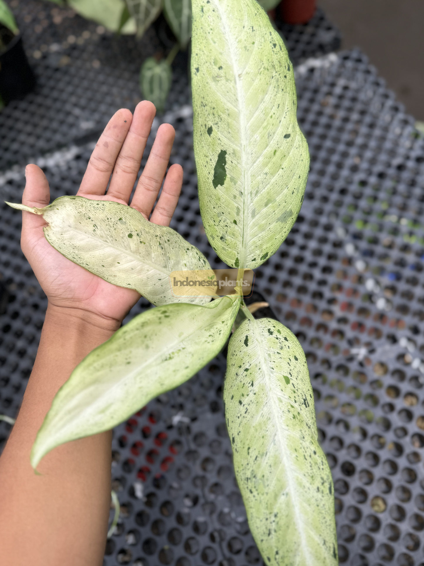 Hand holding one of the pale green, freckled leaves of Dieffenbachia Camouflage, showcasing its size and unique spotting pattern.

Top-down view of Dieffenbachia Camouflage displaying its trio of elongated, minty leaves speckled with green across a perforated metal surface.

Close-up of the backlit Dieffenbachia Camouflage leaf highlighting its rich texture, upright stem, and dark green variegated spots.