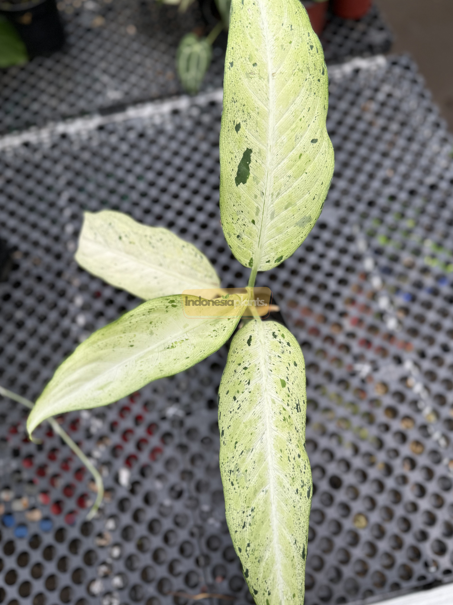 Hand holding one of the pale green, freckled leaves of Dieffenbachia Camouflage, showcasing its size and unique spotting pattern.

Top-down view of Dieffenbachia Camouflage displaying its trio of elongated, minty leaves speckled with green across a perforated metal surface.

Close-up of the backlit Dieffenbachia Camouflage leaf highlighting its rich texture, upright stem, and dark green variegated spots.
