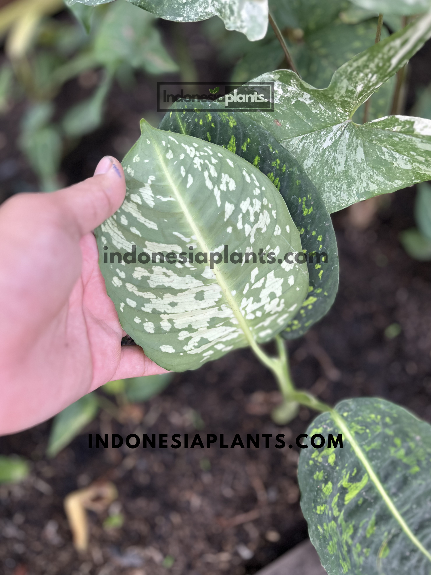 Close-up of Dieffenbachia Reflector leaf showing pale cream juvenile foliage transitioning into green camouflage variegation.