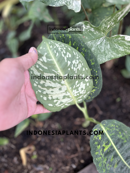 Close-up of Dieffenbachia Reflector leaf showing pale cream juvenile foliage transitioning into green camouflage variegation.