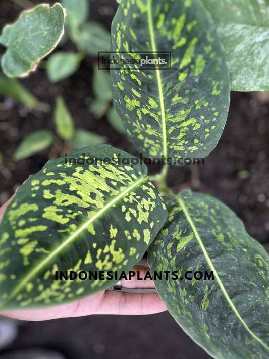 Healthy Dieffenbachia Reflector with dark green leaves covered in bright lime-green speckled variegation.