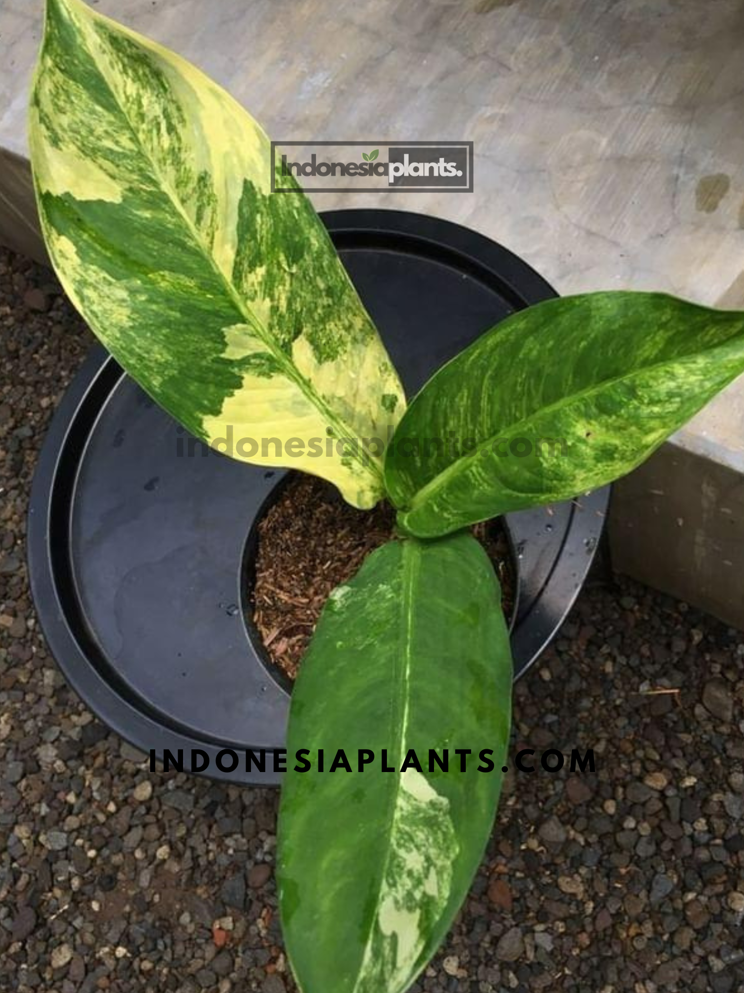 dieffenbachia big ben care Dieffenbachia Big Ben variegated MD-LG *Preorder* (5733P:G)
