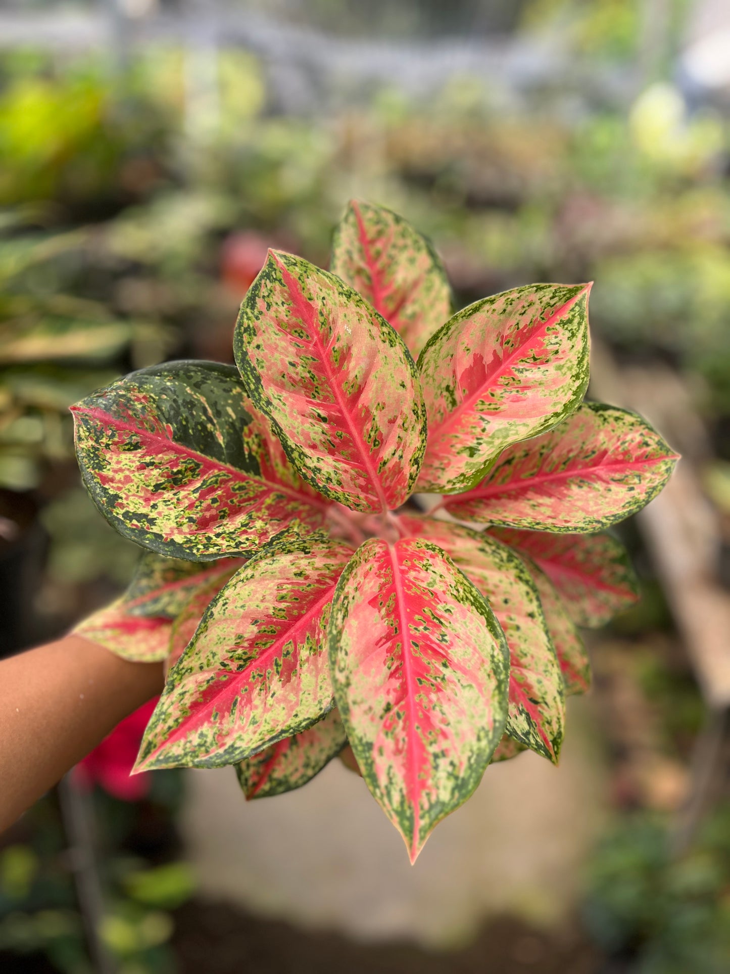 Aglaonema Sweet Dreams