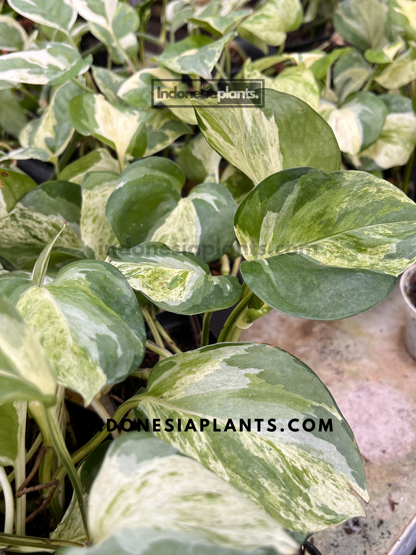 Epipremnum Manjula Pothos