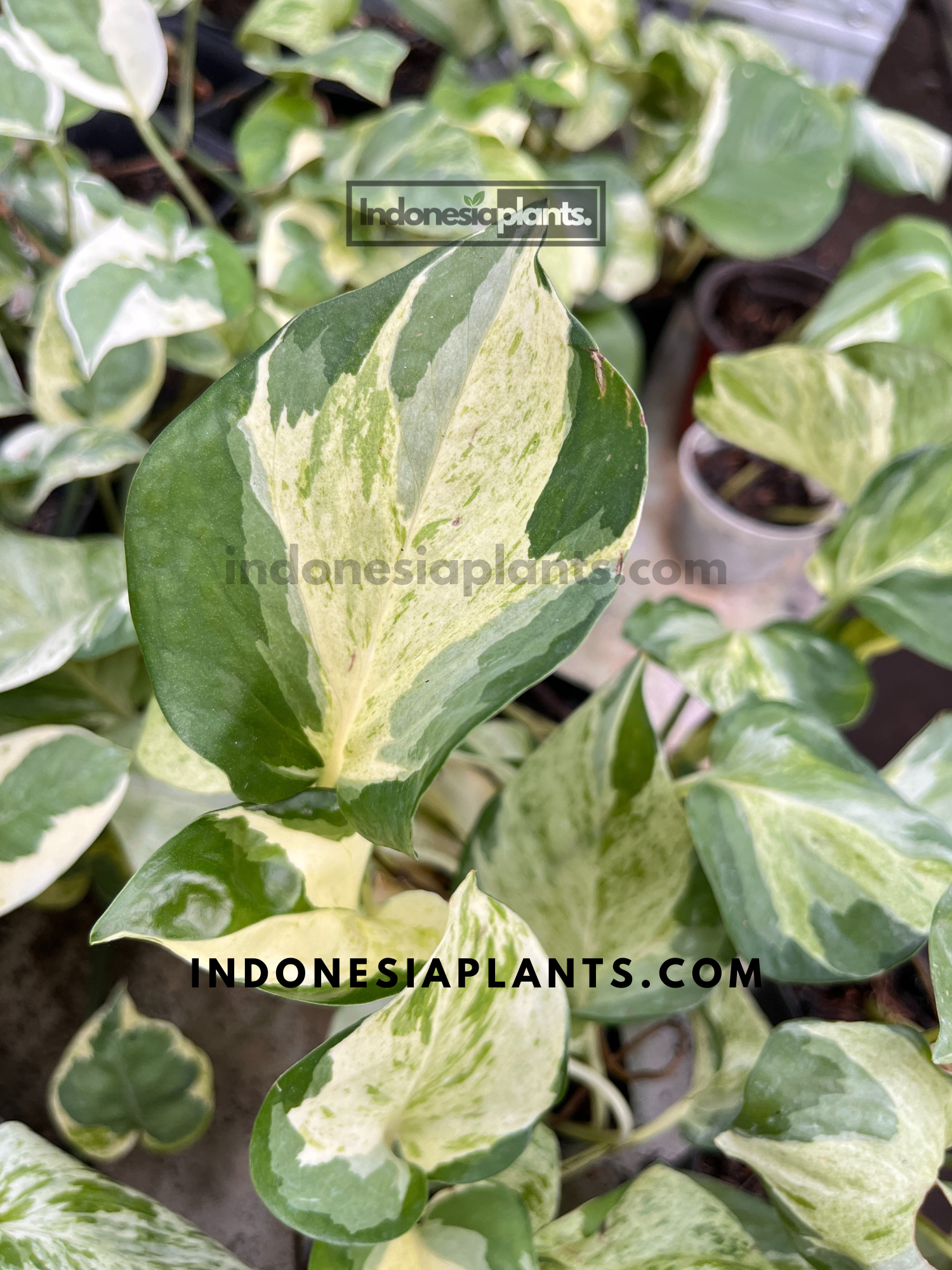 Epipremnum Manjula Pothos