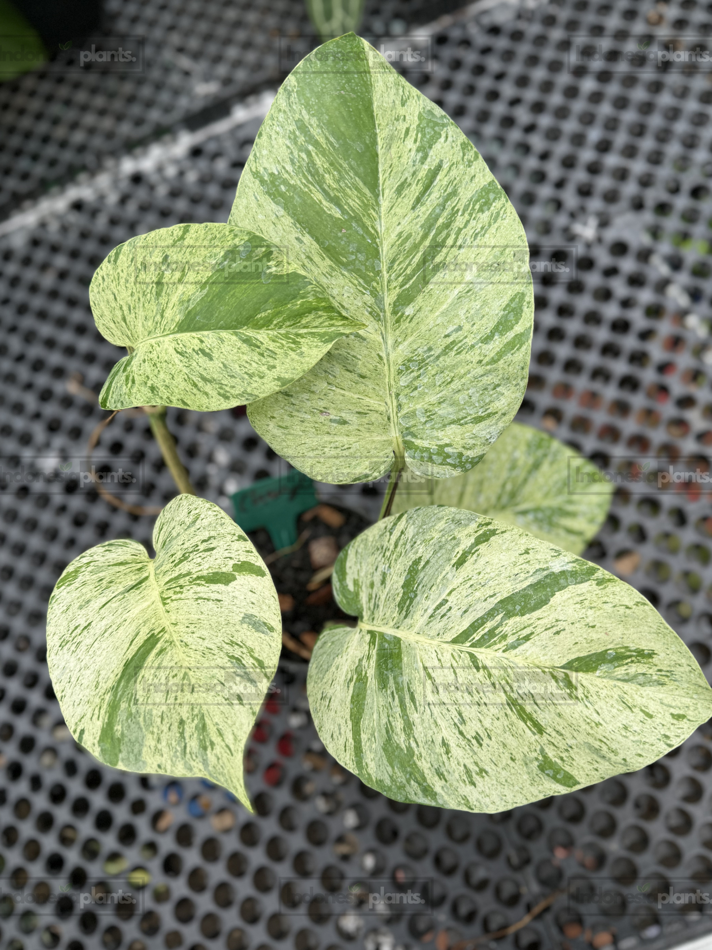 Epipremnum Marble Queen Large Size displaying mature leaves with dense cream and green marbled variegation.