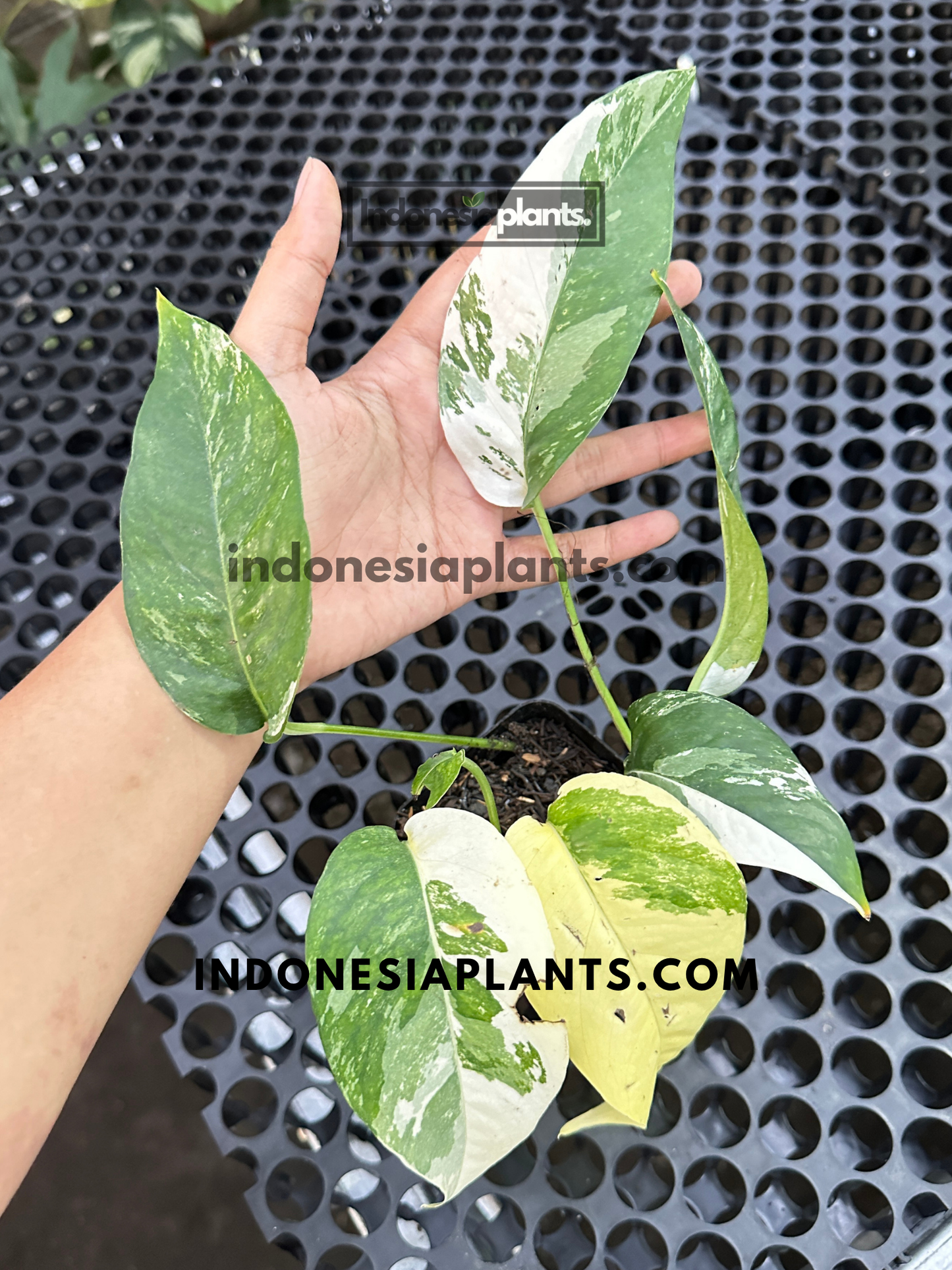 Epipremnum Pinnatum White Variegated Small