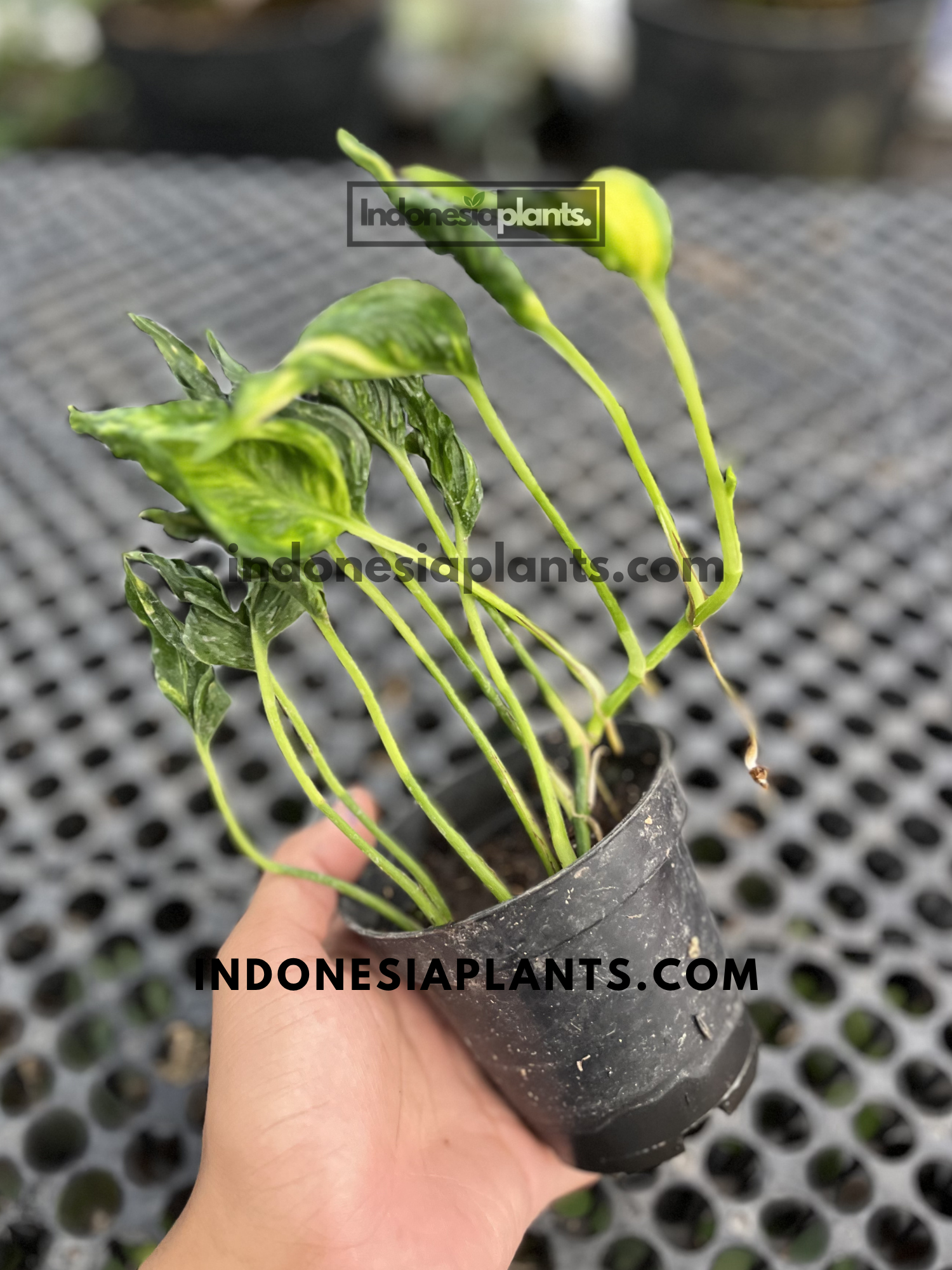 Small potted Epipremnum Shangri La Sleeping Pothos featuring distinctive curled foliage and compact growth habit.
