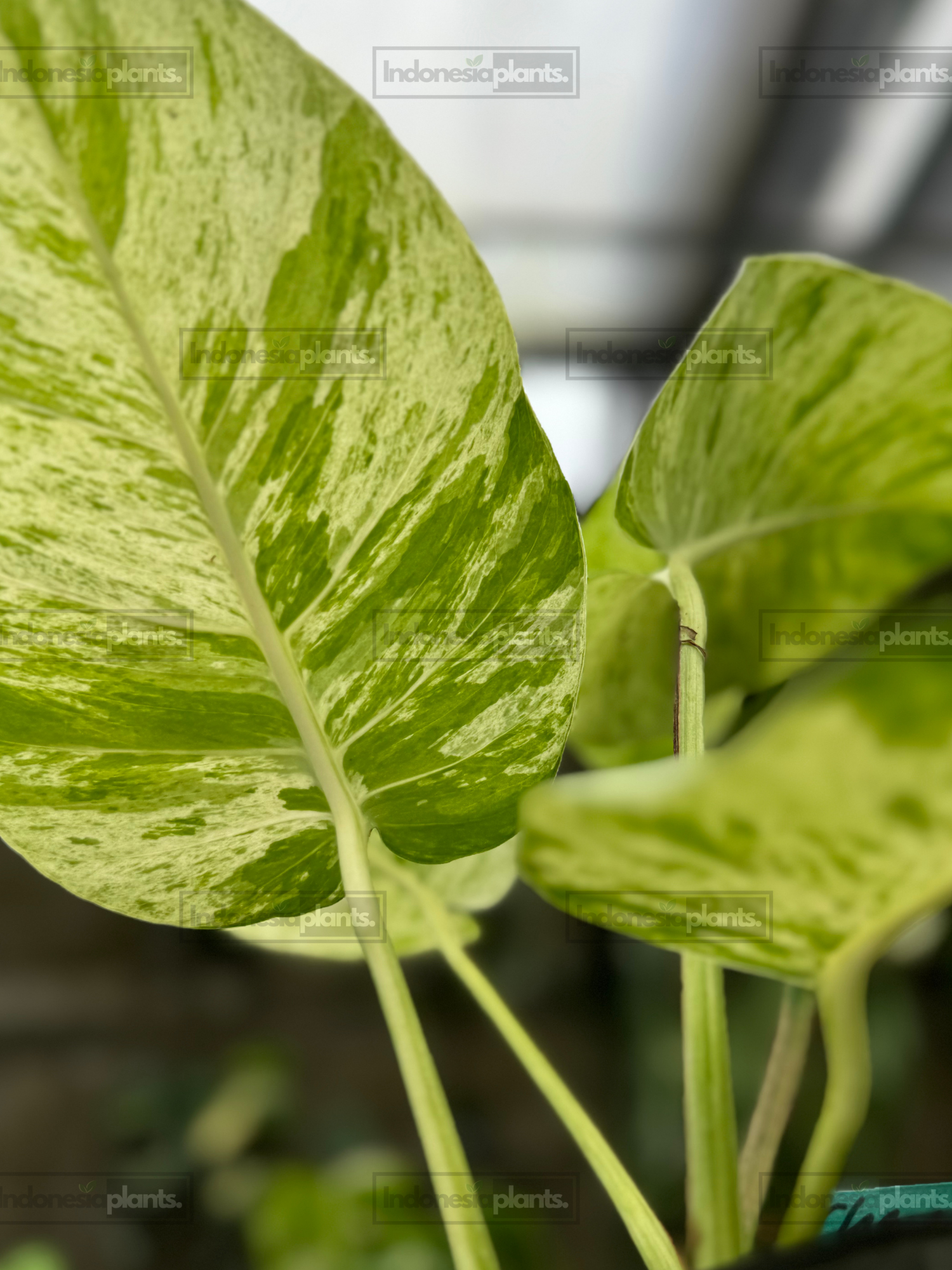 Close-up of Epipremnum Marble Queen foliage featuring intricate marble patterns and vibrant coloration.