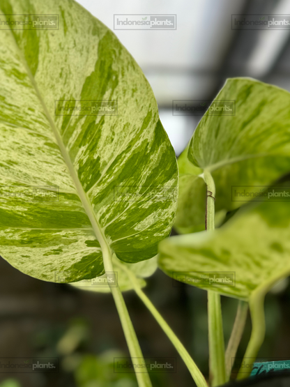 Close-up of Epipremnum Marble Queen foliage featuring intricate marble patterns and vibrant coloration.
