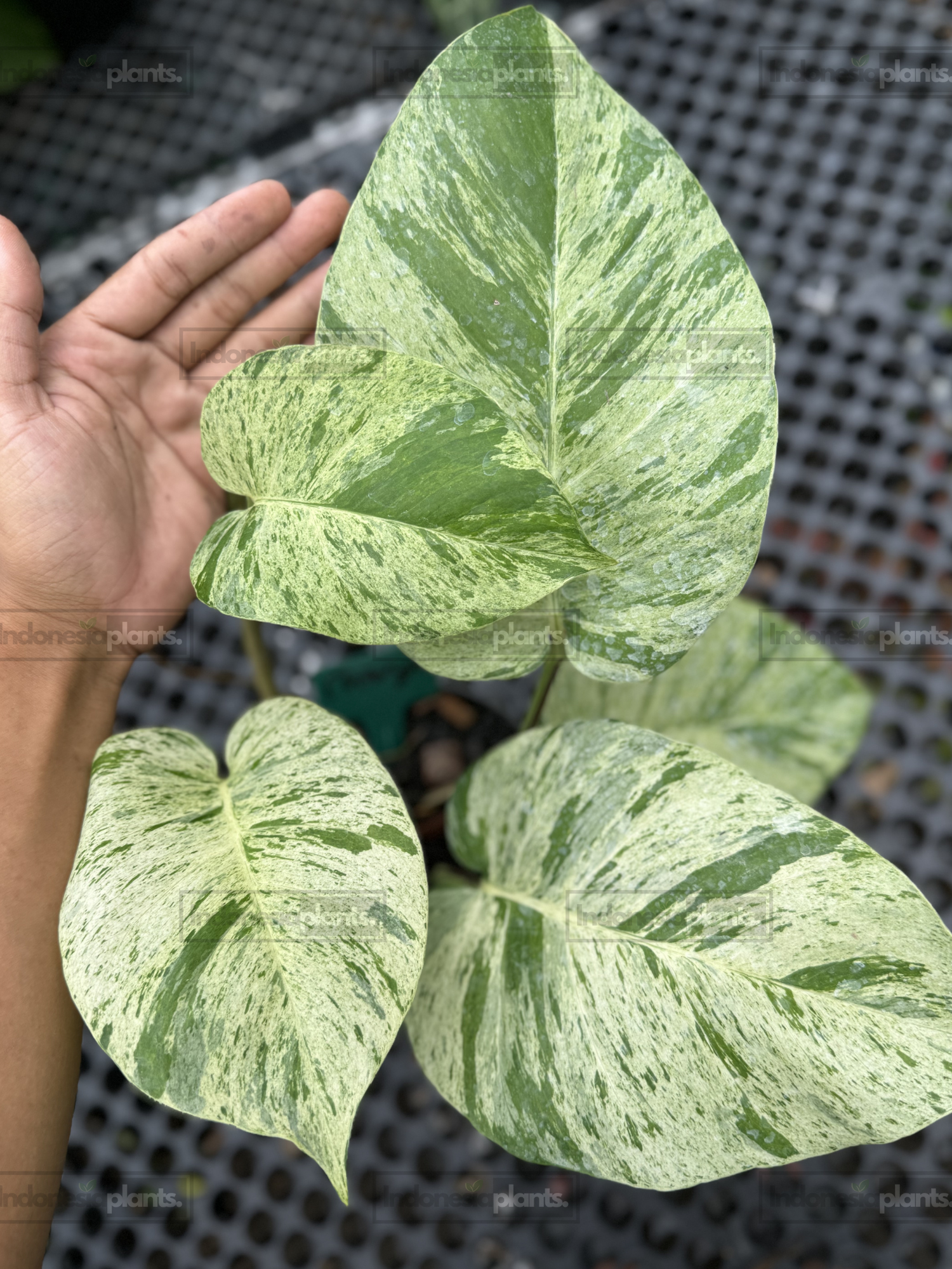 Large Epipremnum Marble Queen plant with multiple highly variegated leaves and mature growth.