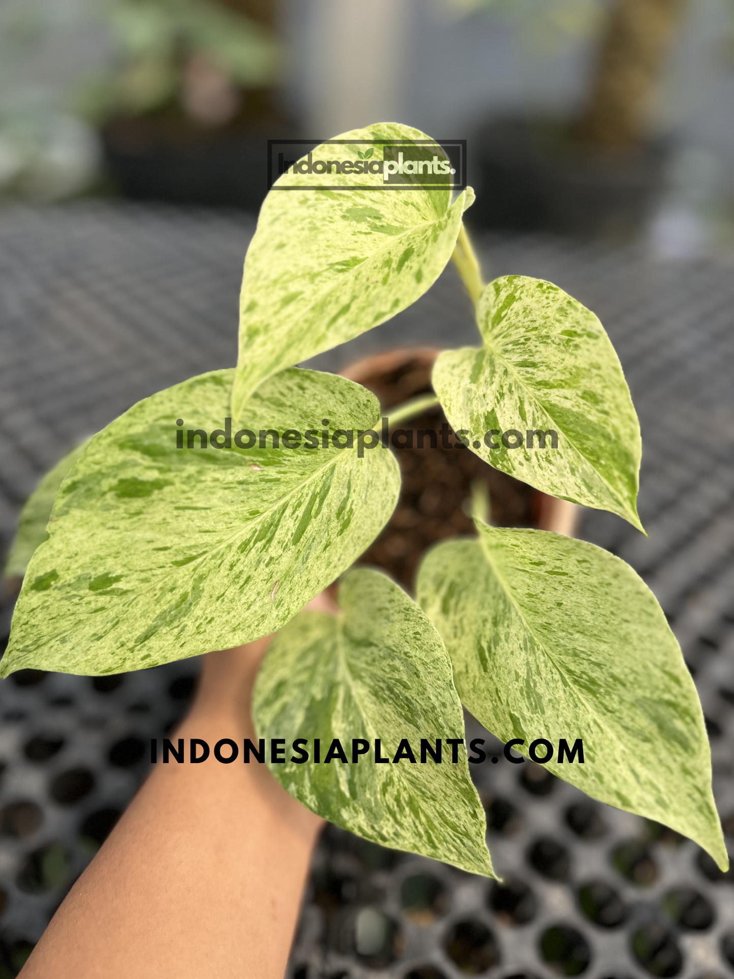 Marble Queen Pothos plant showing attractive heart-shaped foliage with consistent cream-white variegation.