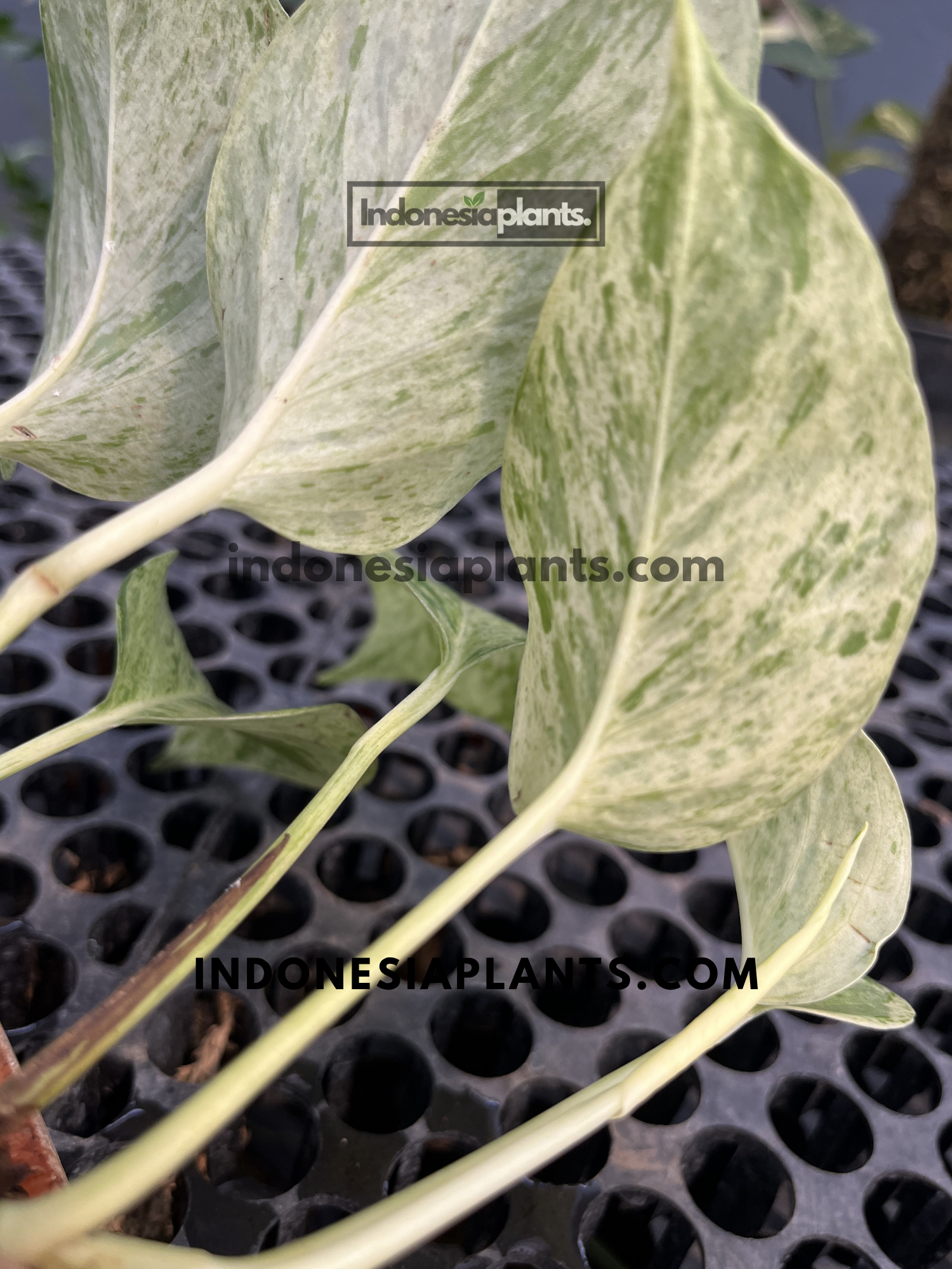 Close-up of Epipremnum Marble Queen Pothos leaves displaying creamy white and green marbled variegation.