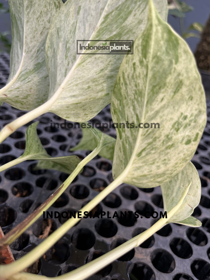 Close-up of Epipremnum Marble Queen Pothos leaves displaying creamy white and green marbled variegation.