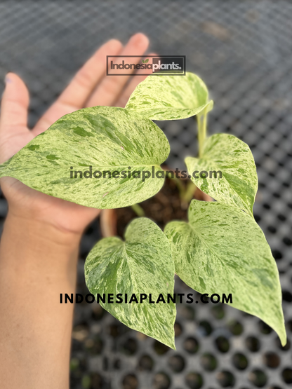 Young Epipremnum Marble Queen Pothos with multiple variegated leaves featuring heavy cream and green marbling.