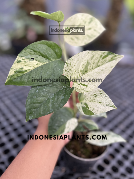 Young Epipremnum Marble Variegated featuring highly variegated leaves with marbled white and green patterns.