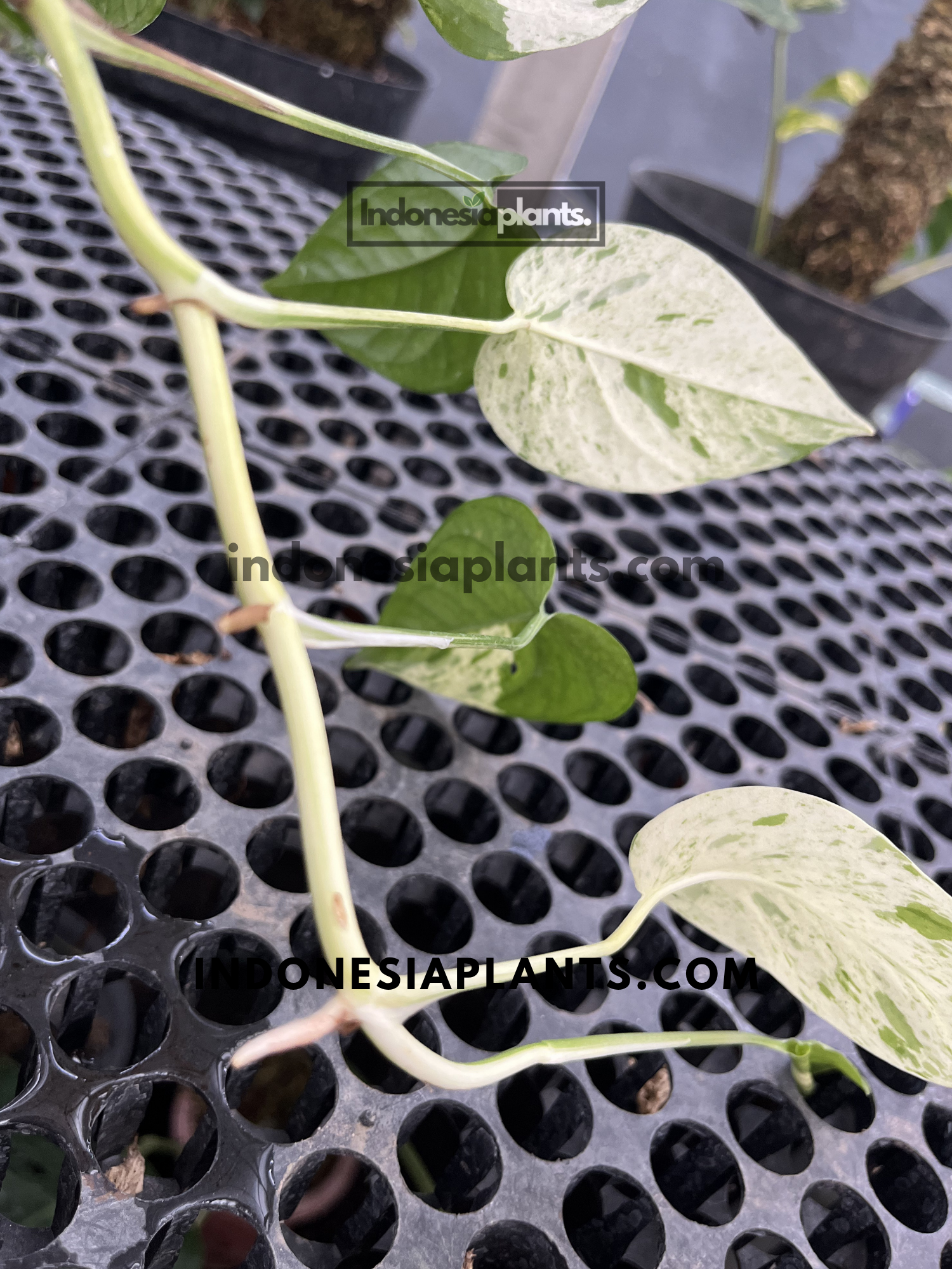 Epipremnum Marble Variegated vine showing heavily marbled white and green leaves with visible aerial roots.