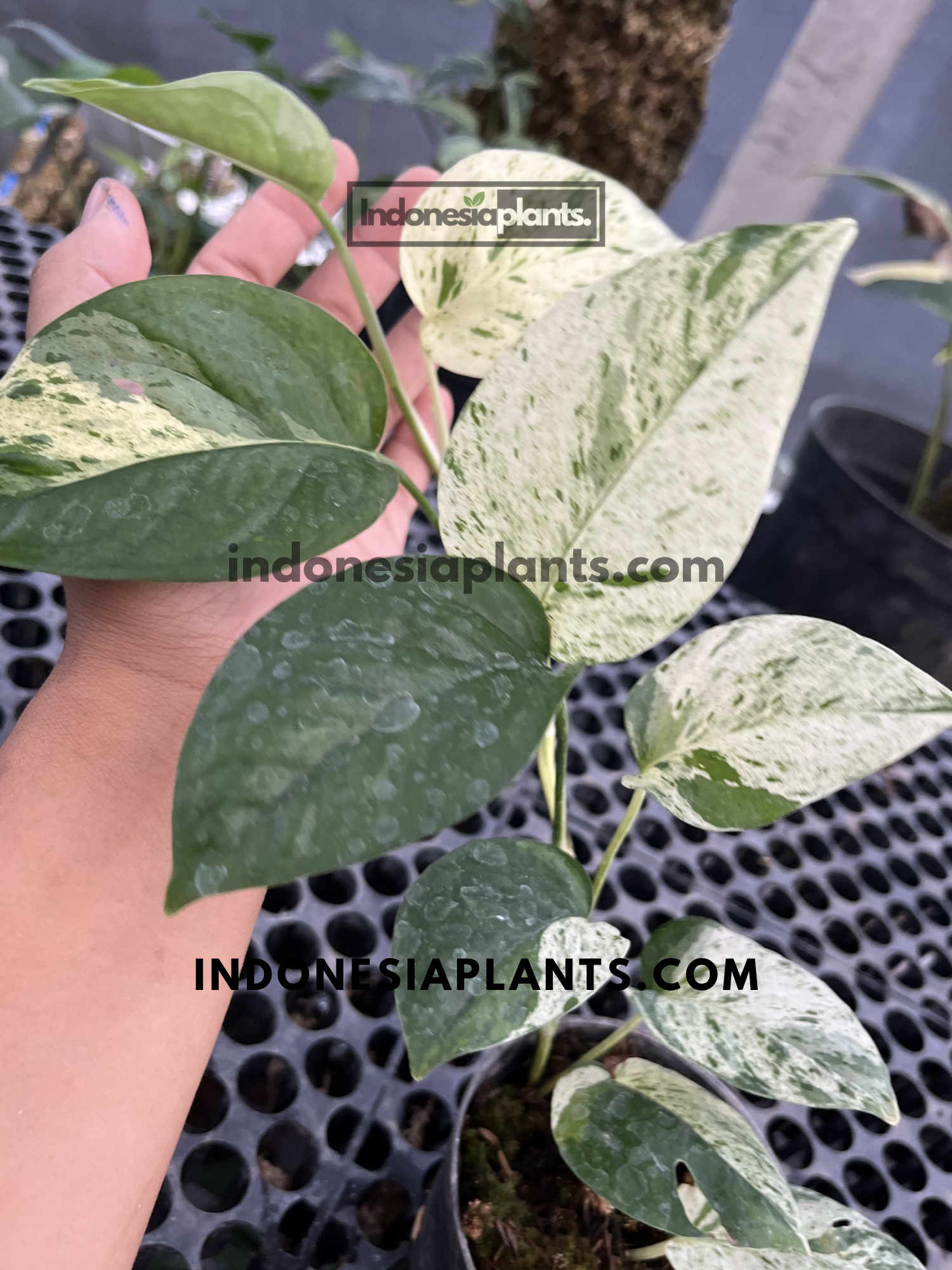 Variegated Epipremnum plant displaying cream-white foliage mixed with dark green heart-shaped leaves.
