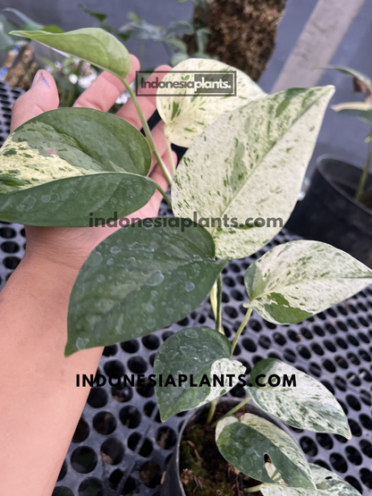 Variegated Epipremnum plant displaying cream-white foliage mixed with dark green heart-shaped leaves.