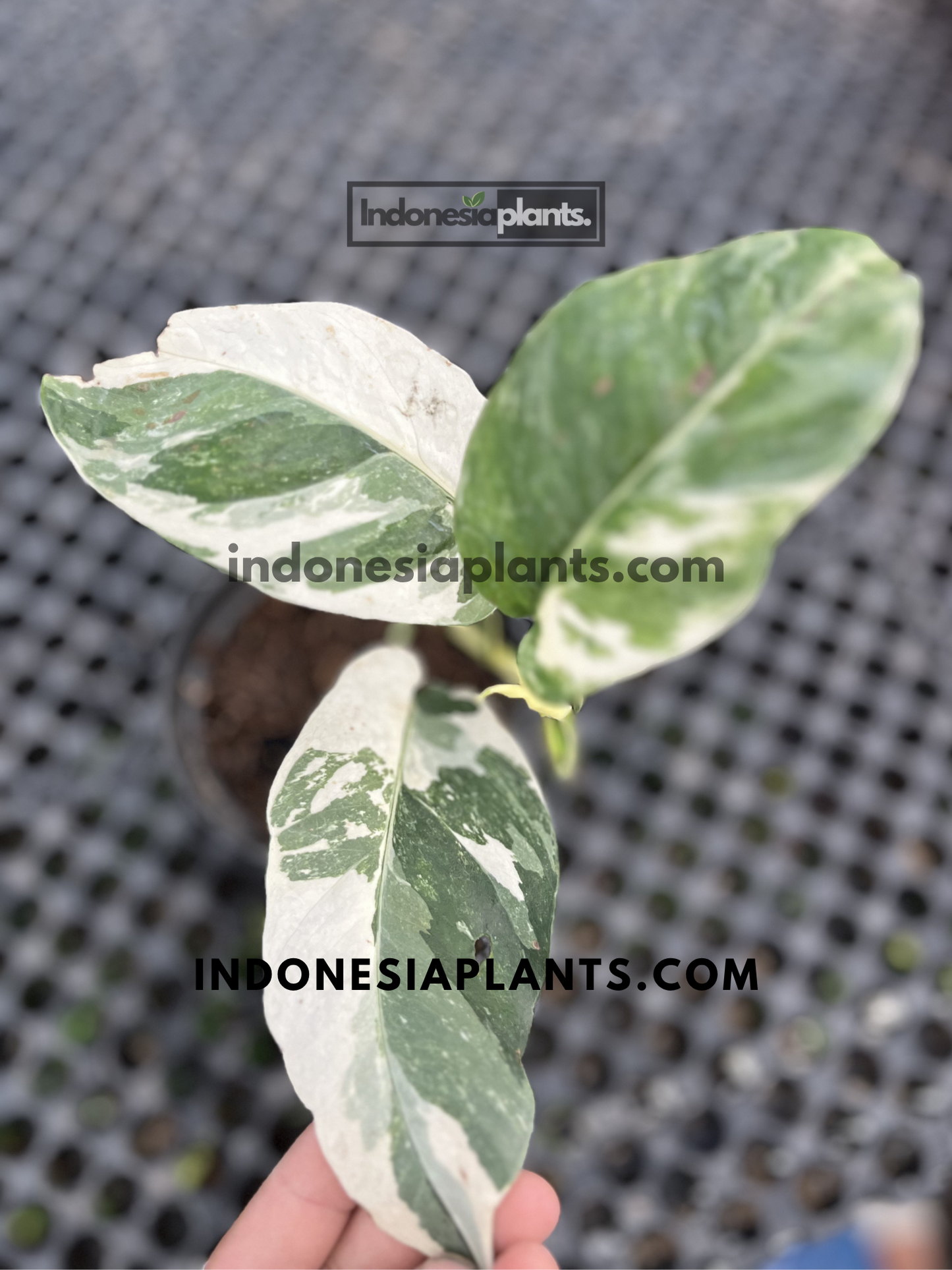 Young Epipremnum Pinnatum Variegated featuring striking marbled leaves with balanced white and green coloration.