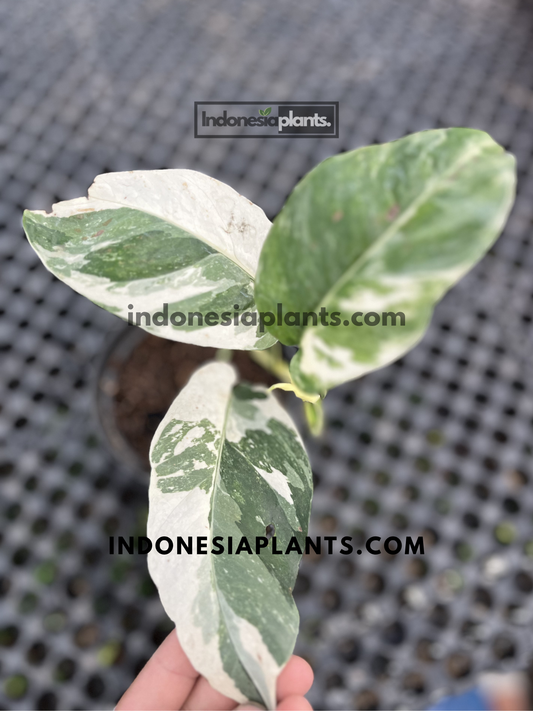 Young Epipremnum Pinnatum Variegated featuring striking marbled leaves with balanced white and green coloration.