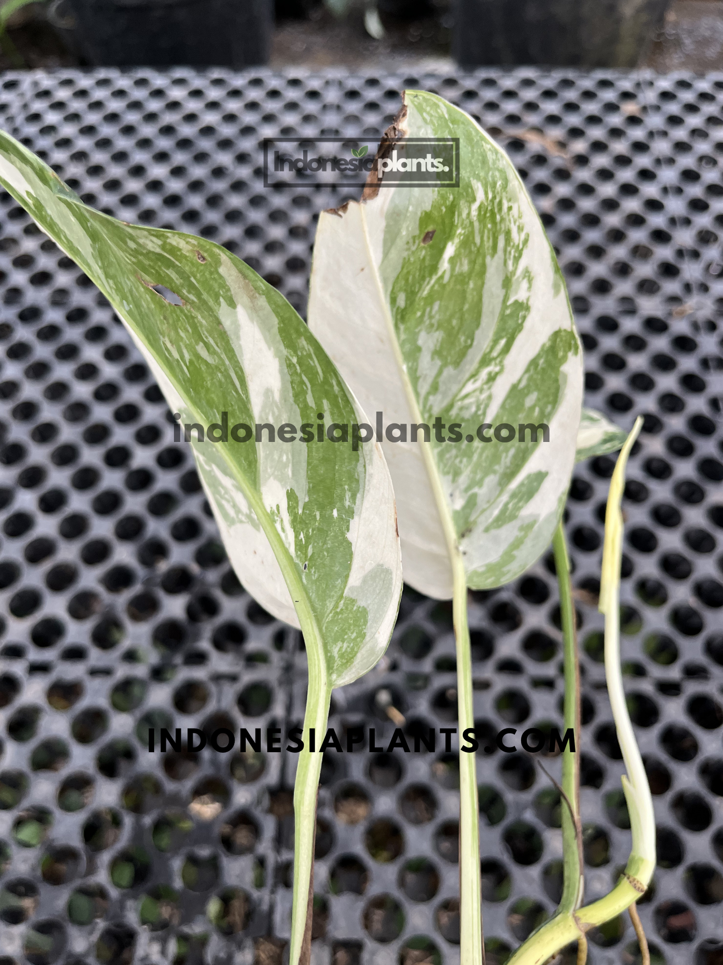 Young Epipremnum Pinnatum Variegated featuring striking marbled leaves with balanced white and green coloration.