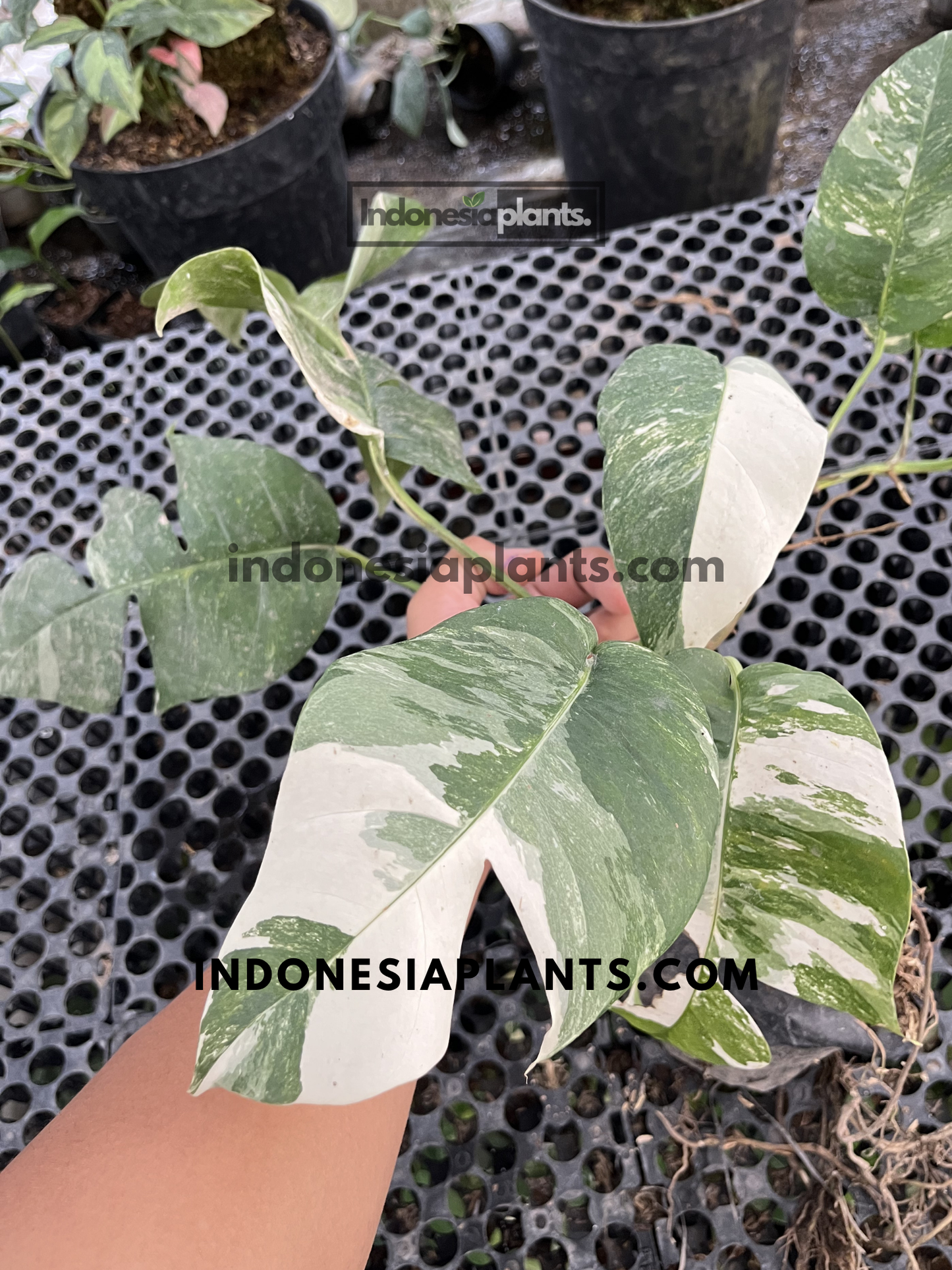 Established Epipremnum Pinnatum Variegated climbing plant featuring large variegated leaves and strong growth.