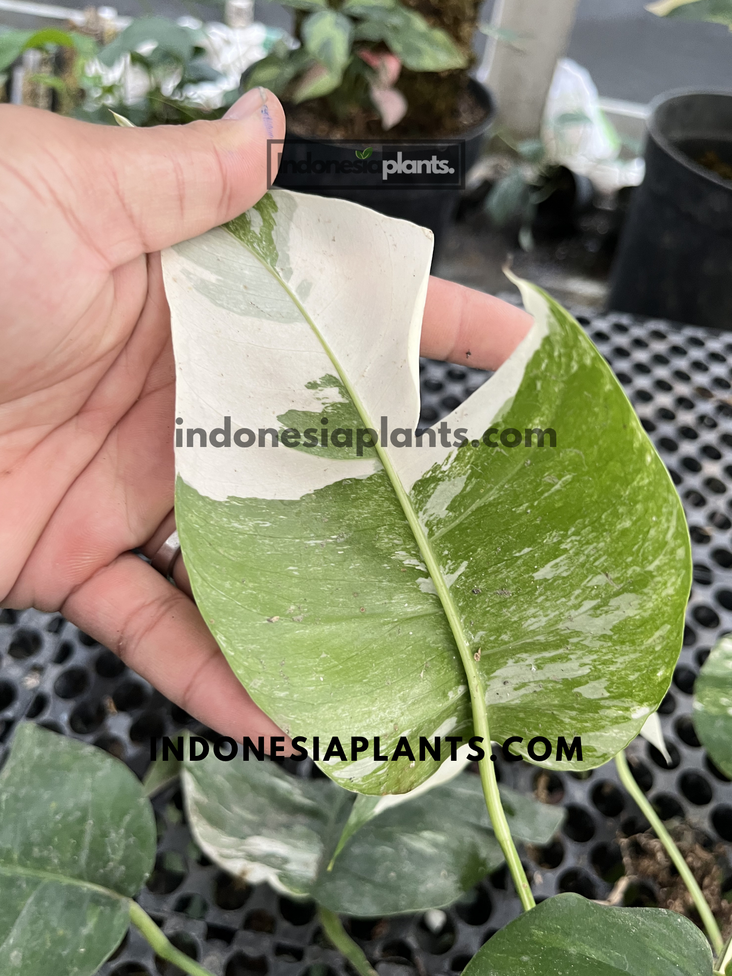 Large Epipremnum Pinnatum Variegated leaf displaying striking white and green sectoral variegation.