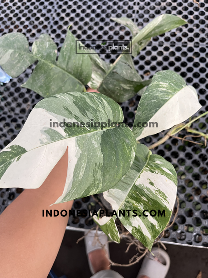Medium-sized Epipremnum Pinnatum Variegated with mature foliage and dramatic white marbled patterns.