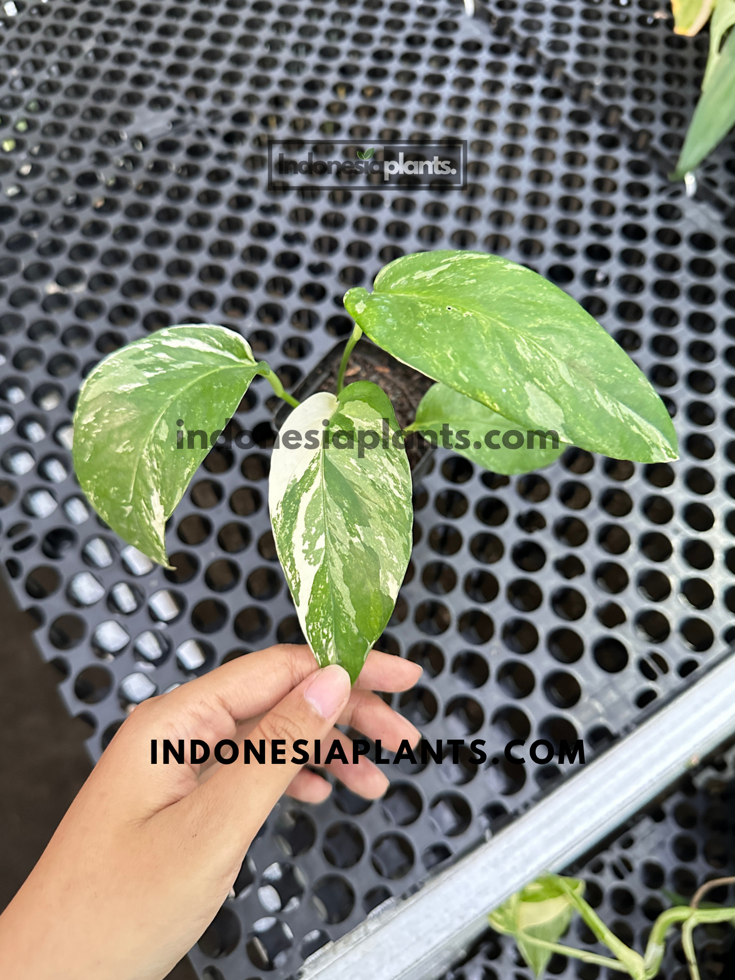 Small Epipremnum Pinnatum White Variegated displaying elegant white sectoral variegation on juvenile leaves.