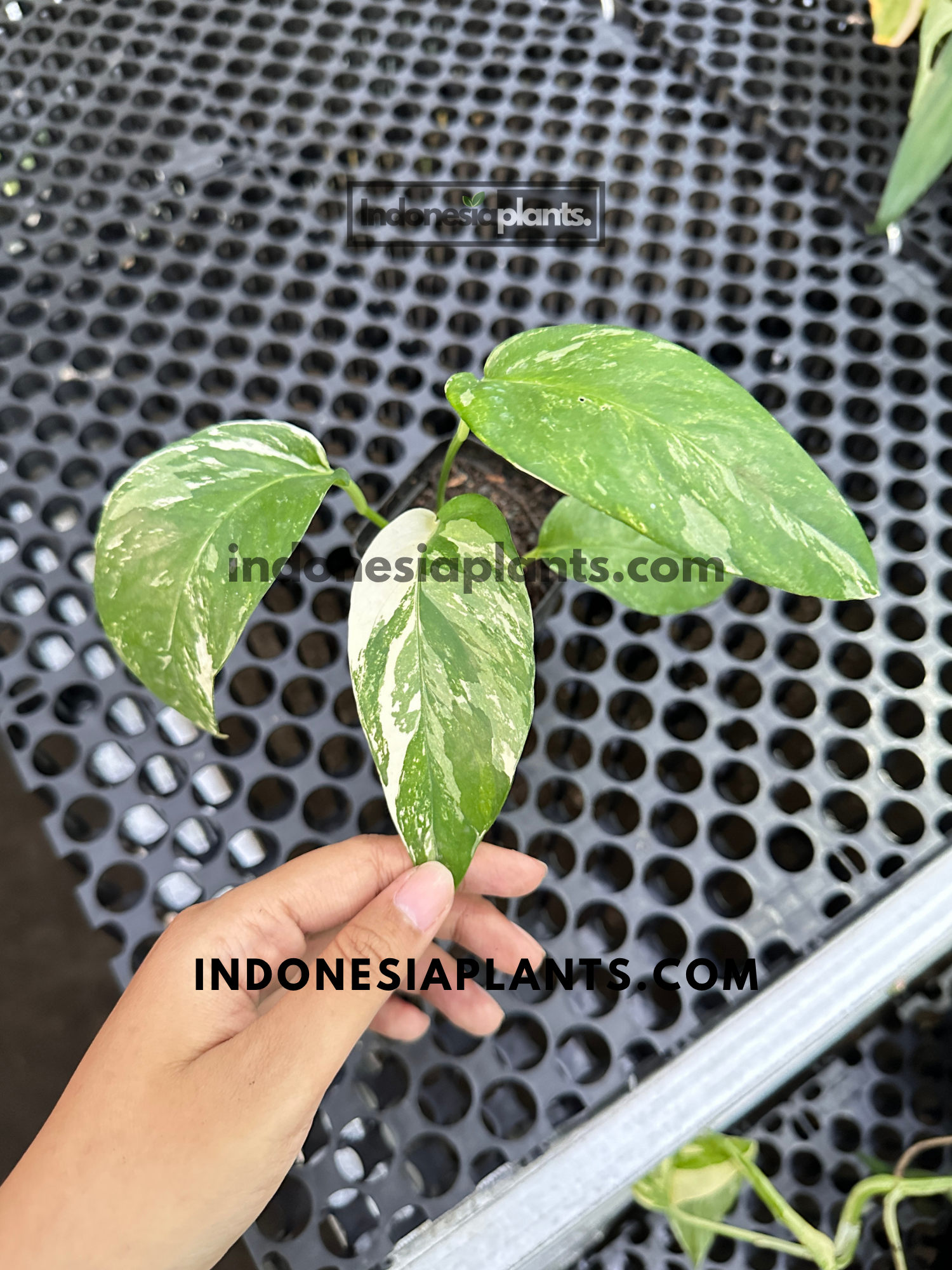 Small Epipremnum Pinnatum White Variegated displaying elegant white sectoral variegation on juvenile leaves.